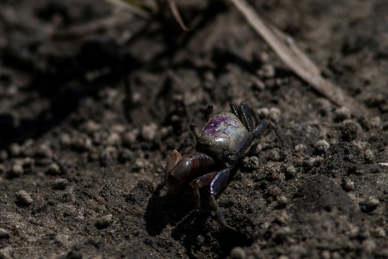 IMAGE: http://thegroovyninja.smugmug.com/People-Places-and-Things/North-Myrtle-2013/i-42KnZZx/0/L/Myrtle1-57-L.jpg