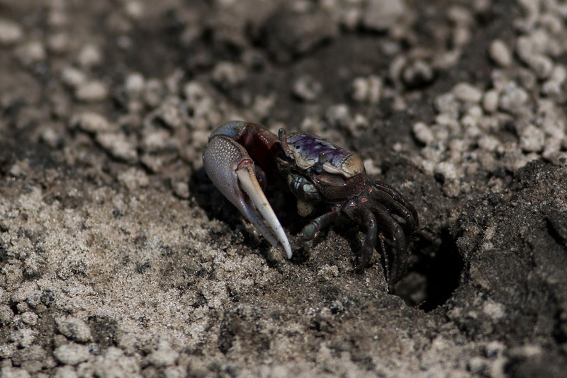 IMAGE: http://thegroovyninja.smugmug.com/People-Places-and-Things/North-Myrtle-2013/i-GMqT9G4/0/L/Myrtle1-58-L.jpg