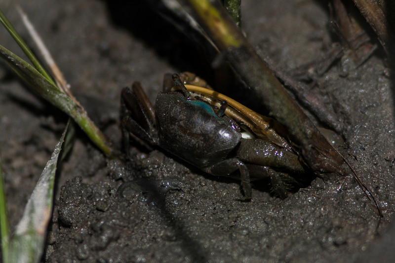 IMAGE: http://thegroovyninja.smugmug.com/People-Places-and-Things/North-Myrtle-2013/i-fWG9cjz/0/L/Myrtle1-54-L.jpg